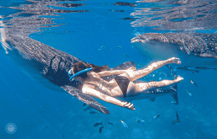 セブ ジンベイザメツアー