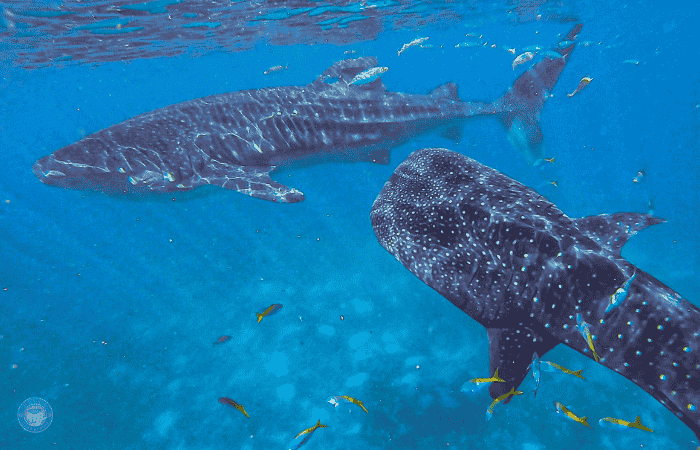 セブ　ジンベイザメツアー