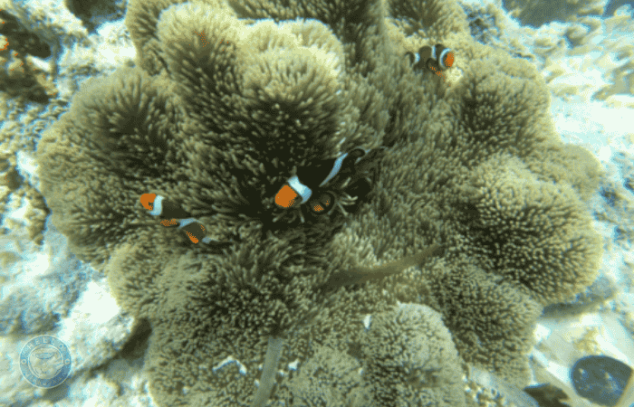 セブ島　スミロン島