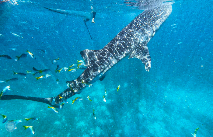 セブ島　ジンベイザメツアー　時期