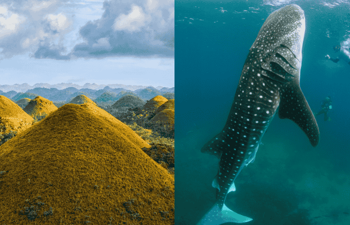 ボホール島　ジンベイザメツアー　中止
