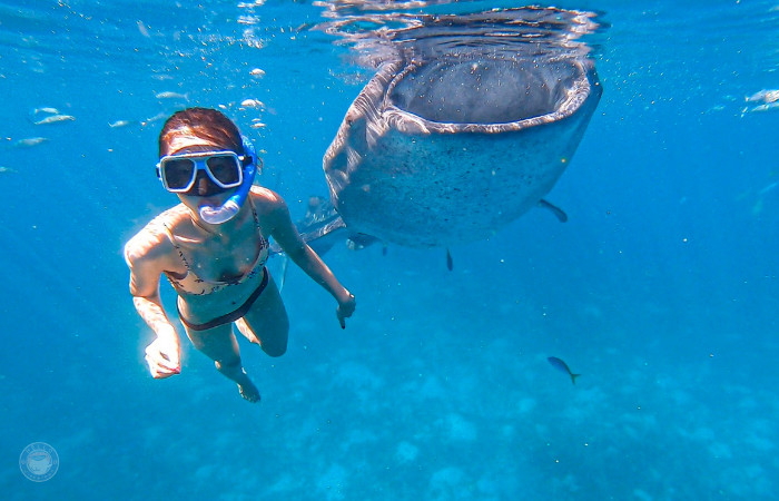 セブ島　ジンベイザメツアー　シュノーケリング