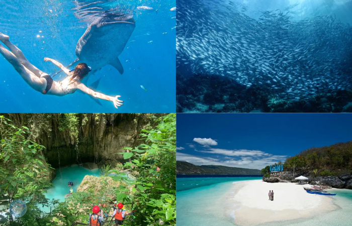 ジンベイザメ　モアルボアル　キャニオニング　スミロン島