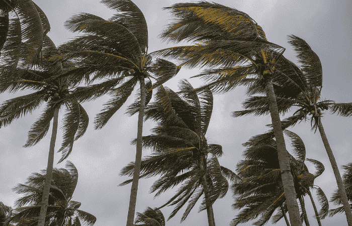 セブ島　ジンベイザメ　台風