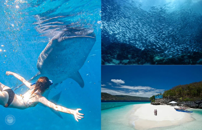 ジンベイザメ　スミロン島　ウミガメ　モアルボアル