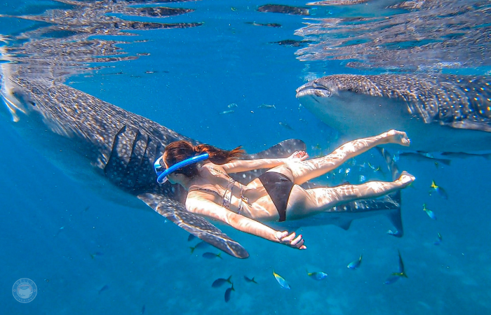 セブ島　ジンベイザメツアー　