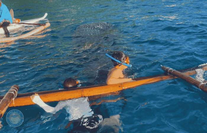 ジンベイザメ　船の上から見る