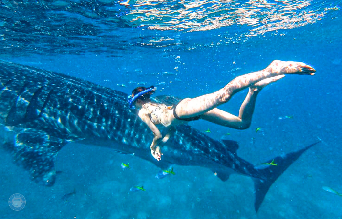 セブ島　ジンベイザメツアー　服装