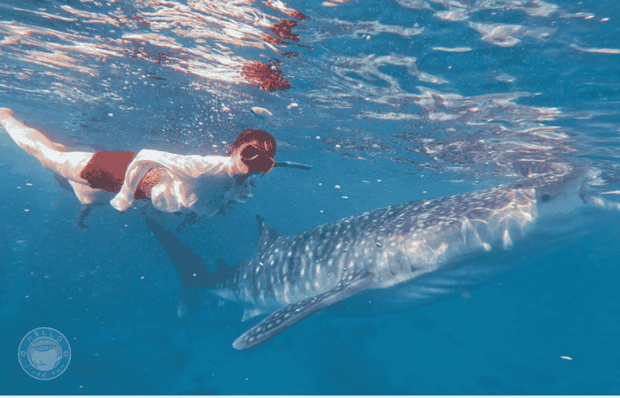 セブ島　ジンベイザメツアー　シュノーケリング