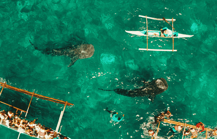 セブ島　ジンベイザメ　ベストシーズン
