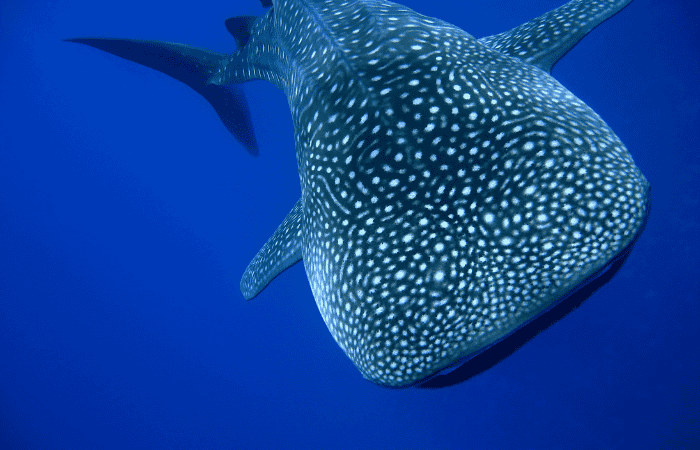 セブ島　ジンベイザメツアー　事故