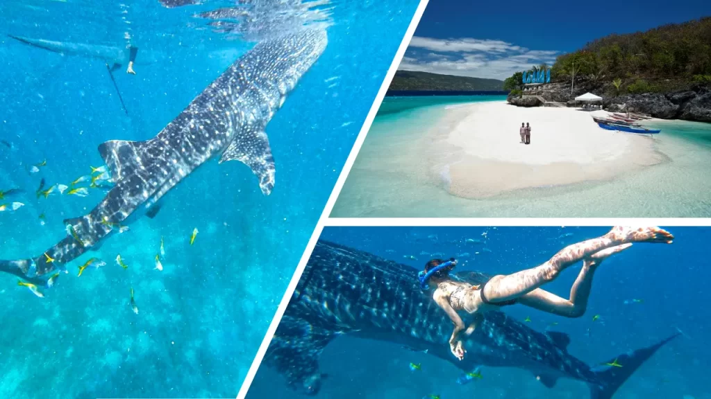 ジンベイザメ＋スミロン島ツアー