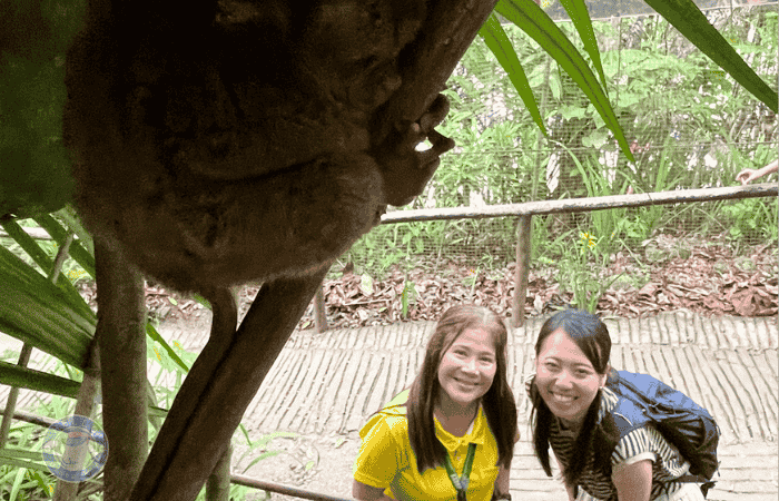 ボホール島　格安ツアー　ターシャ
