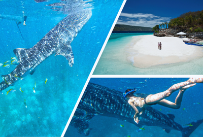 ジンベイザメ スミロン島 セブ