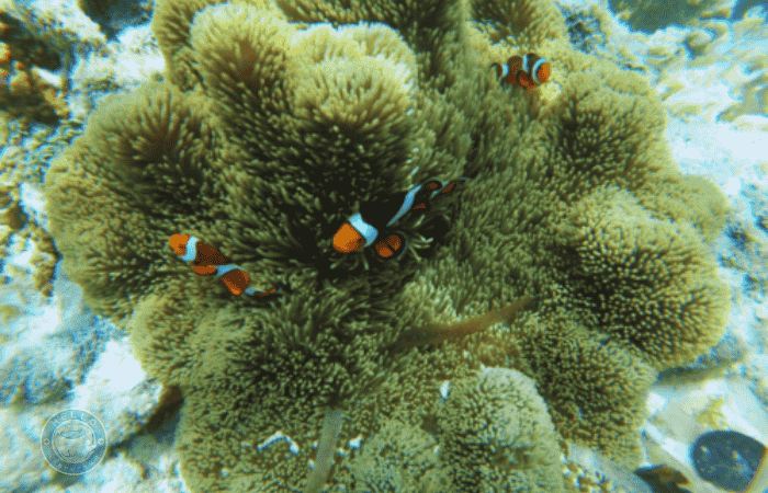 セブ　スミロン島　サンドバー