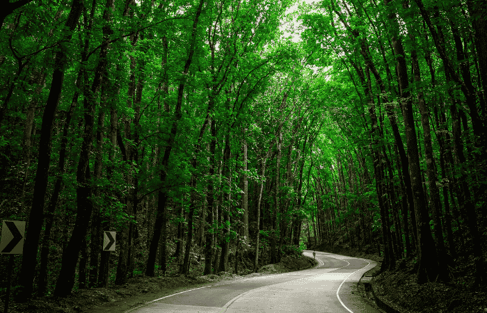 ボホール　マンメイドフォレスト